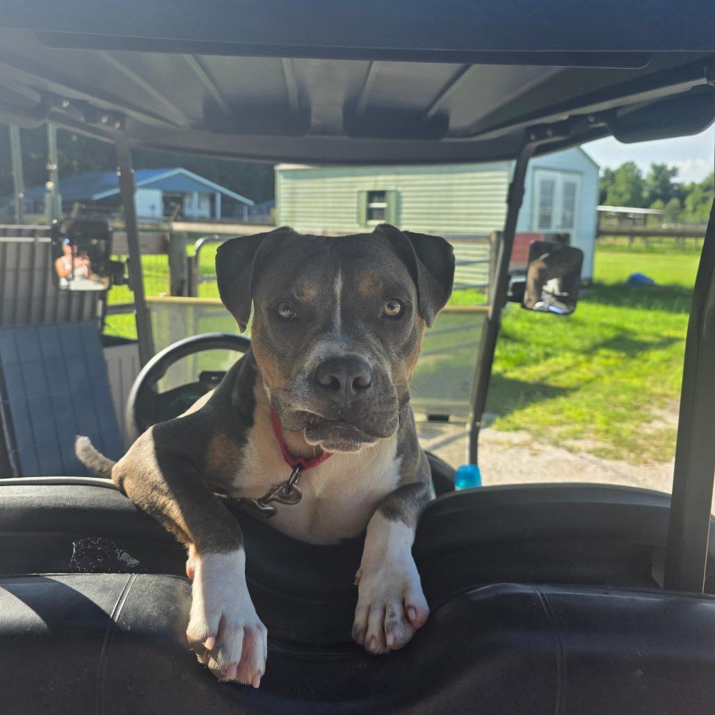 Rick James, a Adoptable Mixed Breed in Williston, FL image 2/6