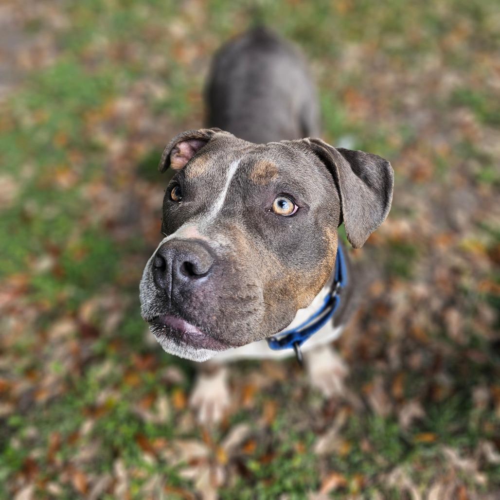 Enlarge Rick James, a Adoptable Mixed Breed in Williston, FL image 4/6