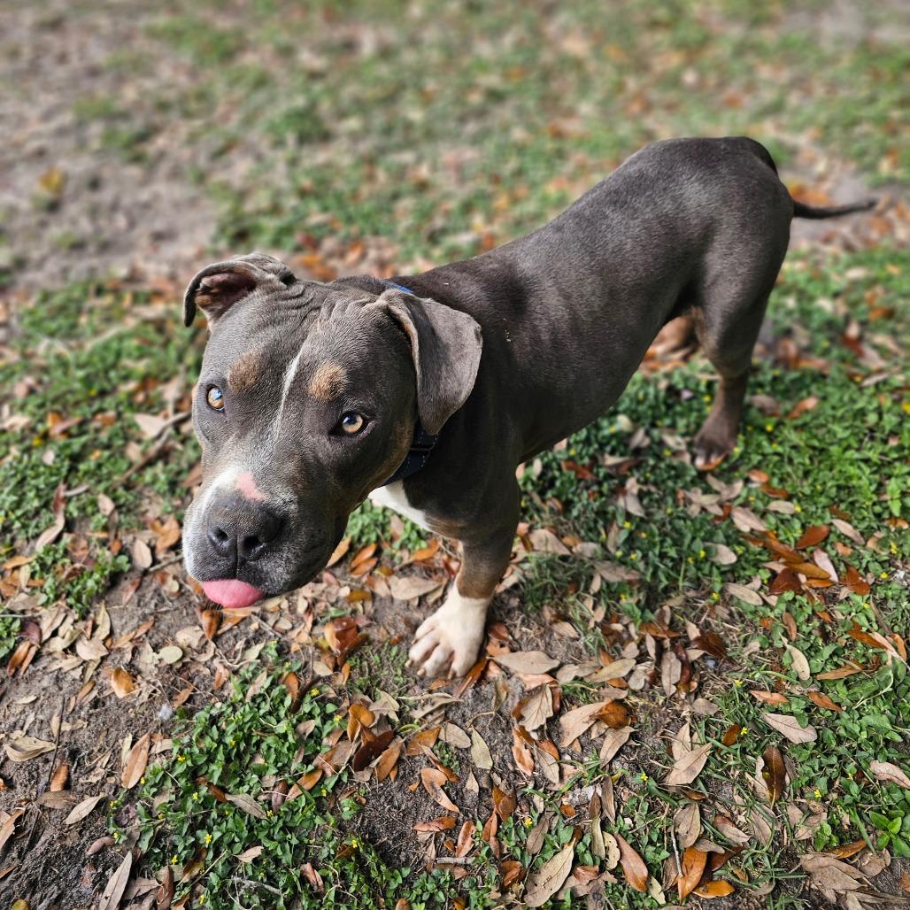 Rick James, a Adoptable Mixed Breed in Williston, FL image 4/6