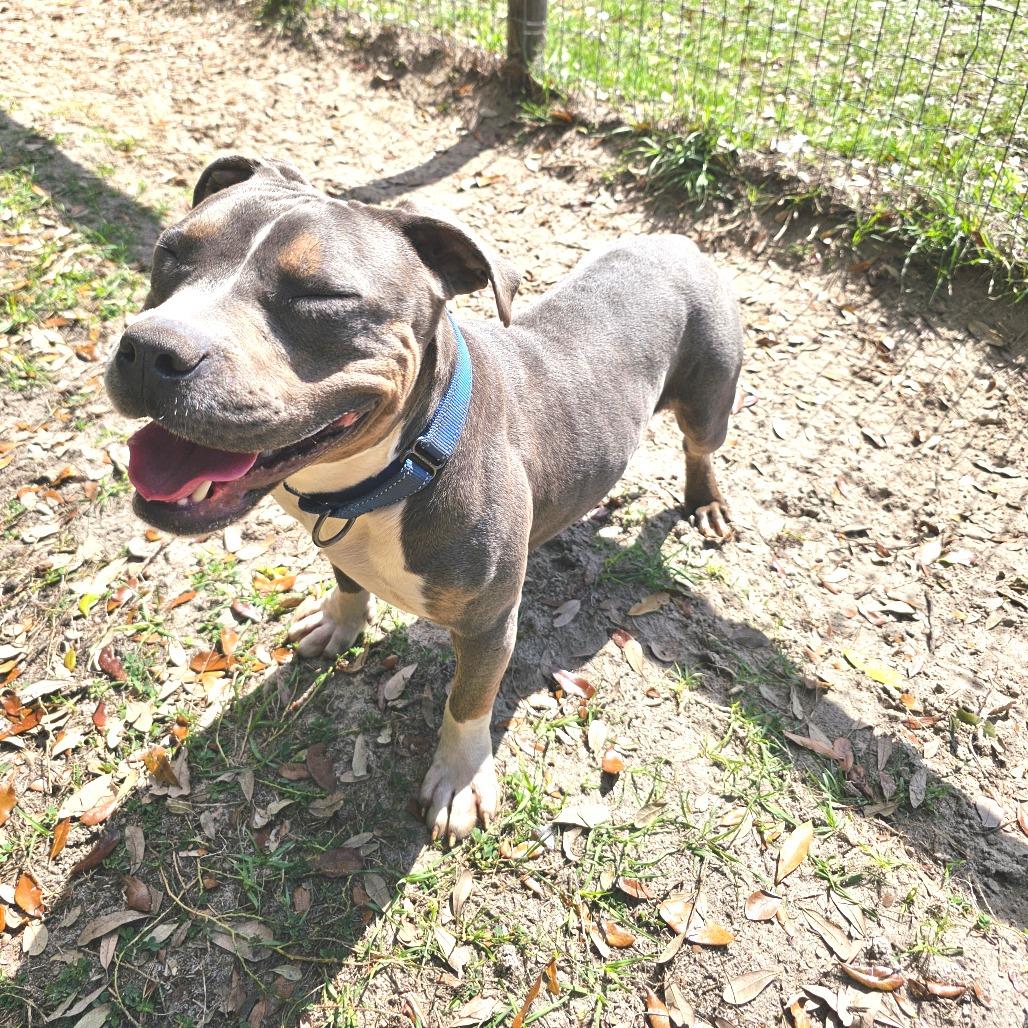 Rick James, a Adoptable Mixed Breed in Williston, FL image 5/6