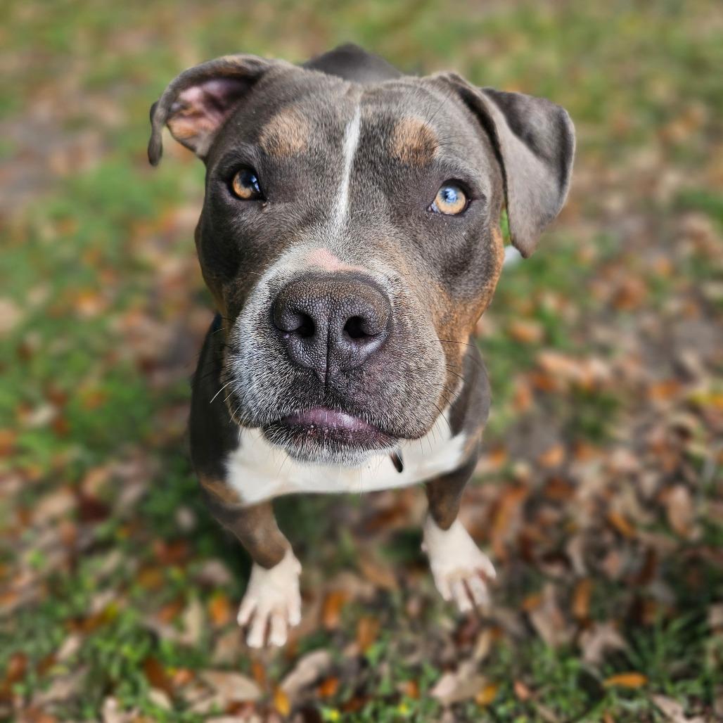 Enlarge Rick James, a Adoptable Mixed Breed in Williston, FL image 6/6