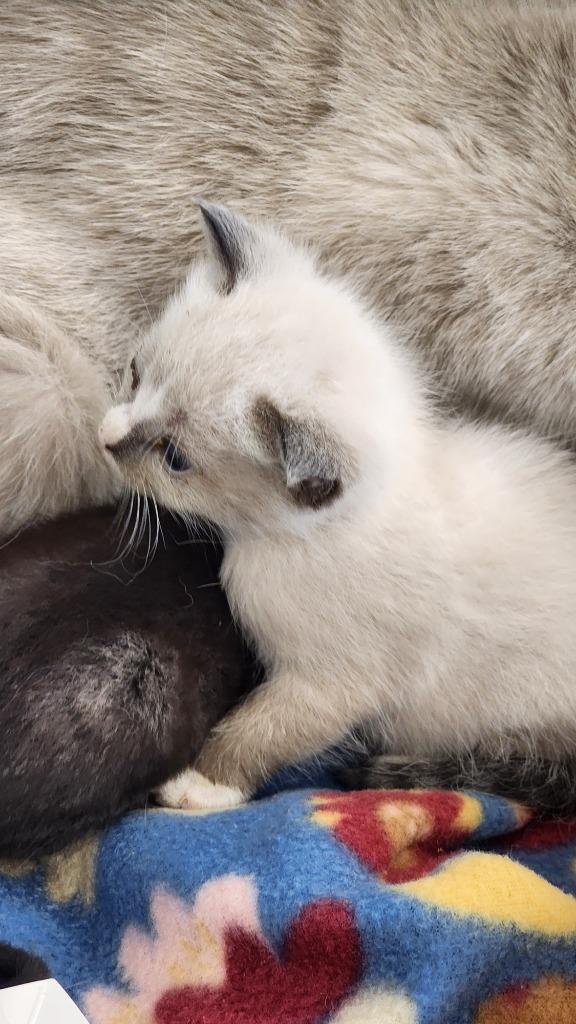 Enlarge Texas, a Adoptable mixed breed in Brownwood, TX image 1/1