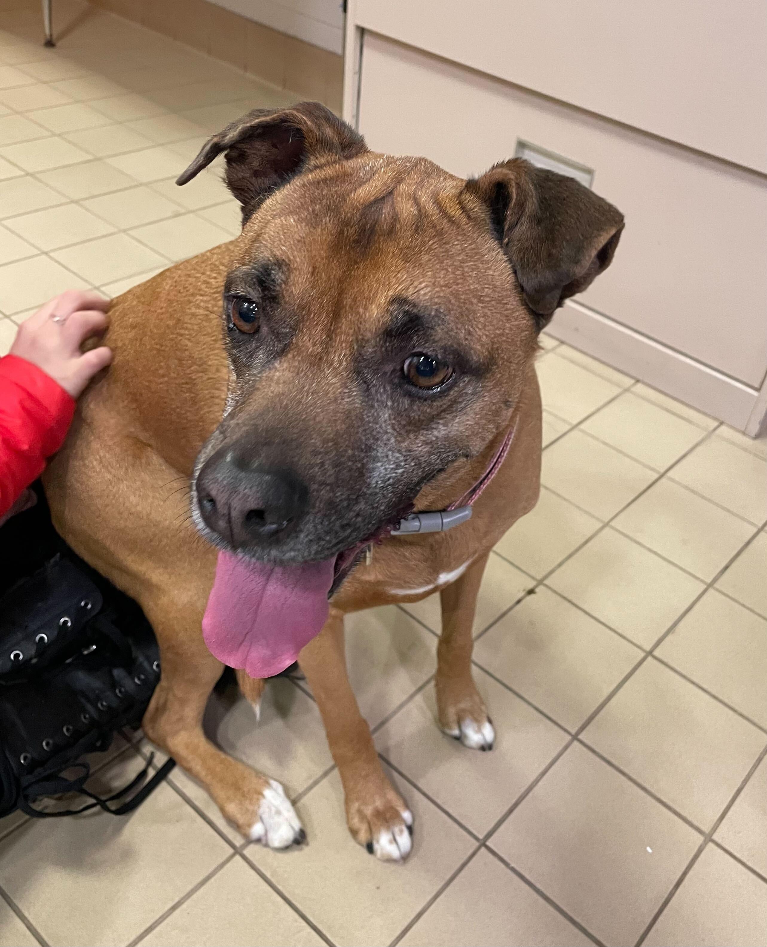 Enlarge Xena, a ADOPTABLE Mixed Breed in Jackson, MI image 4/5