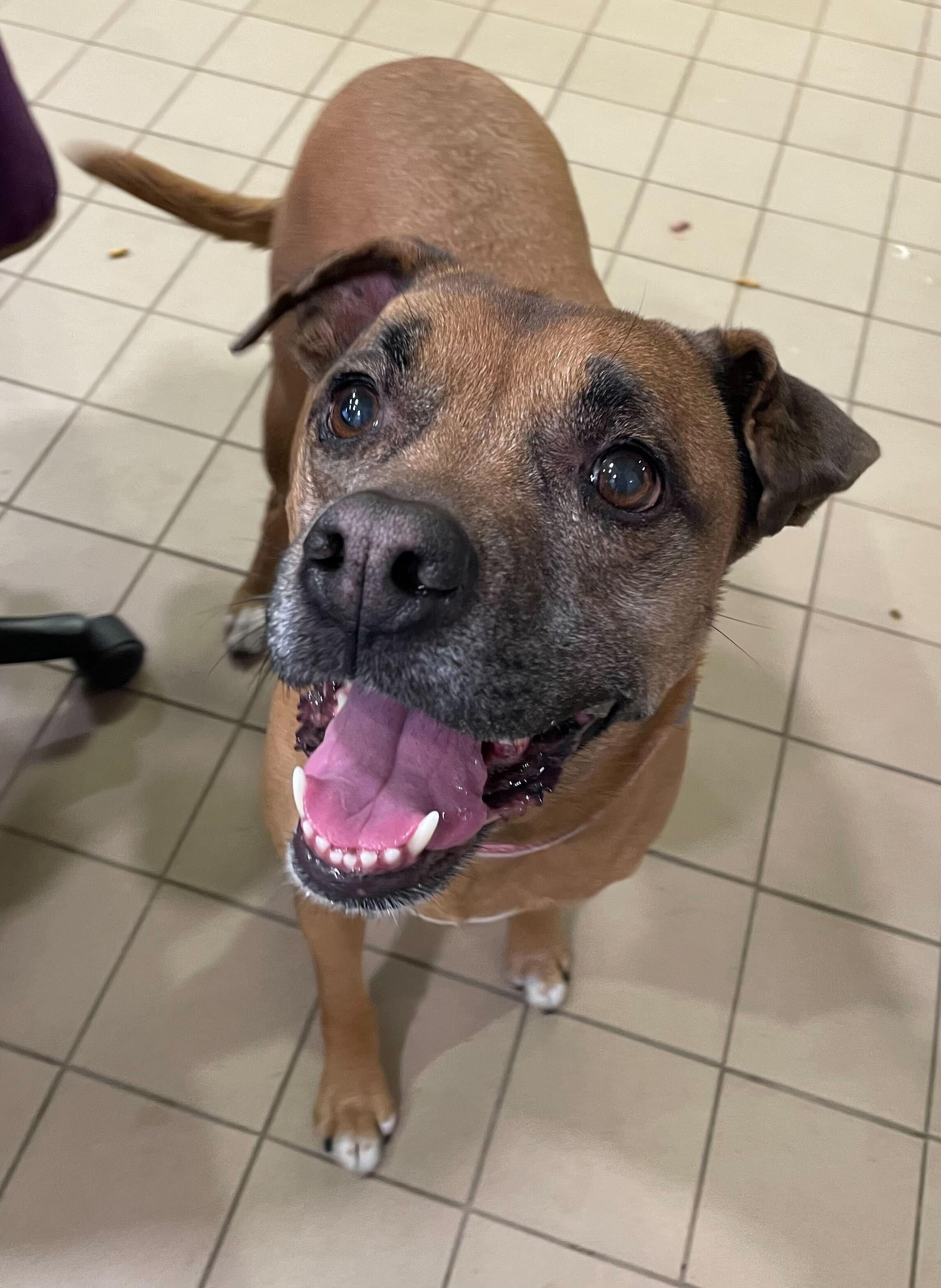 Enlarge Xena, a ADOPTABLE Mixed Breed in Jackson, MI image 2/5