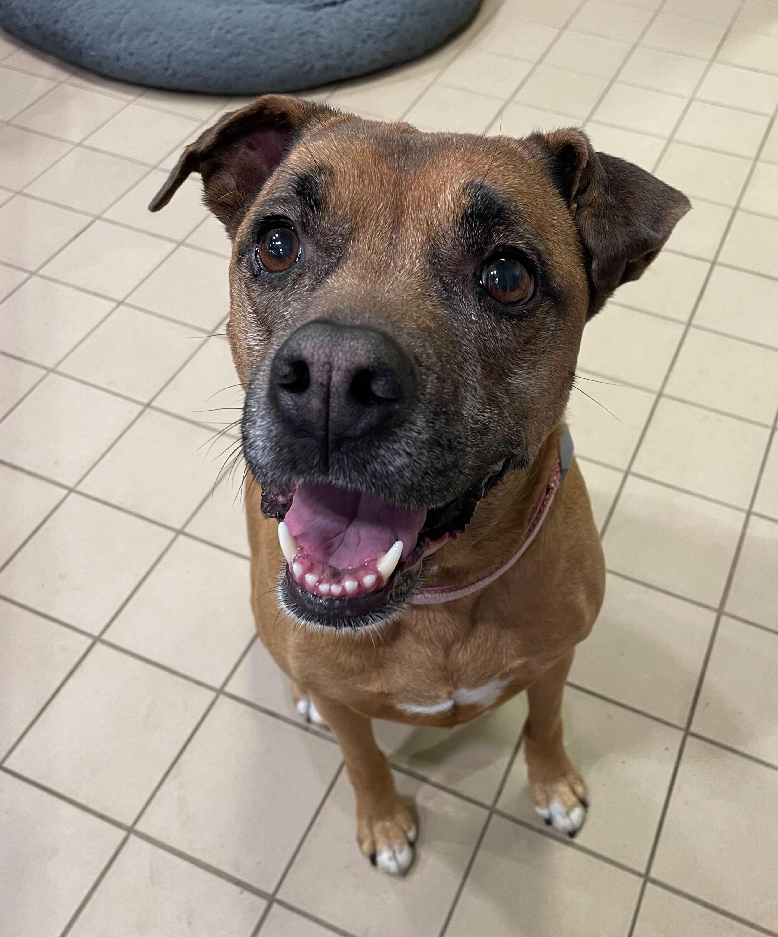 Enlarge Xena, a ADOPTABLE Mixed Breed in Jackson, MI image 1/5