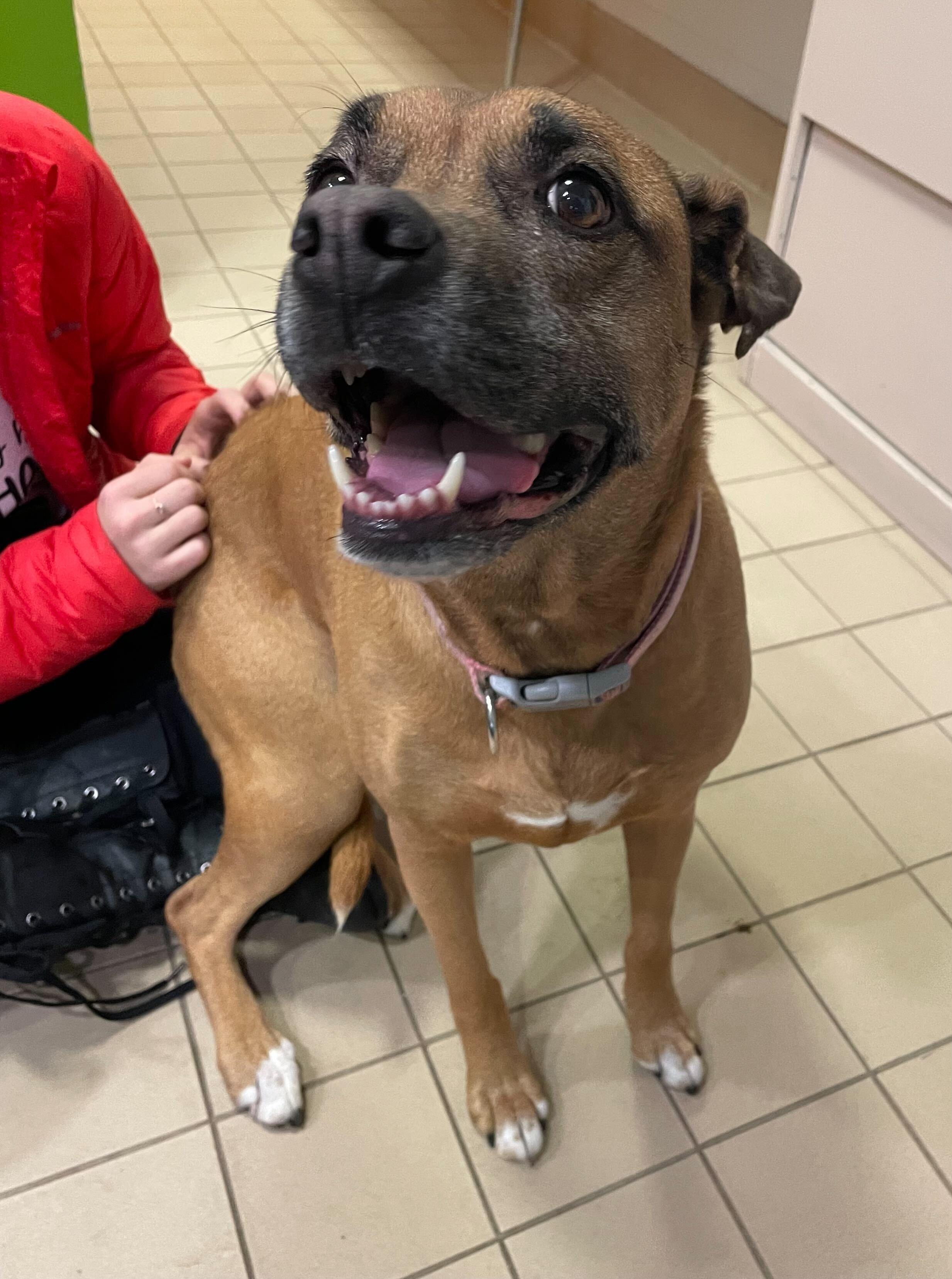 Enlarge Xena, a ADOPTABLE Mixed Breed in Jackson, MI image 5/5