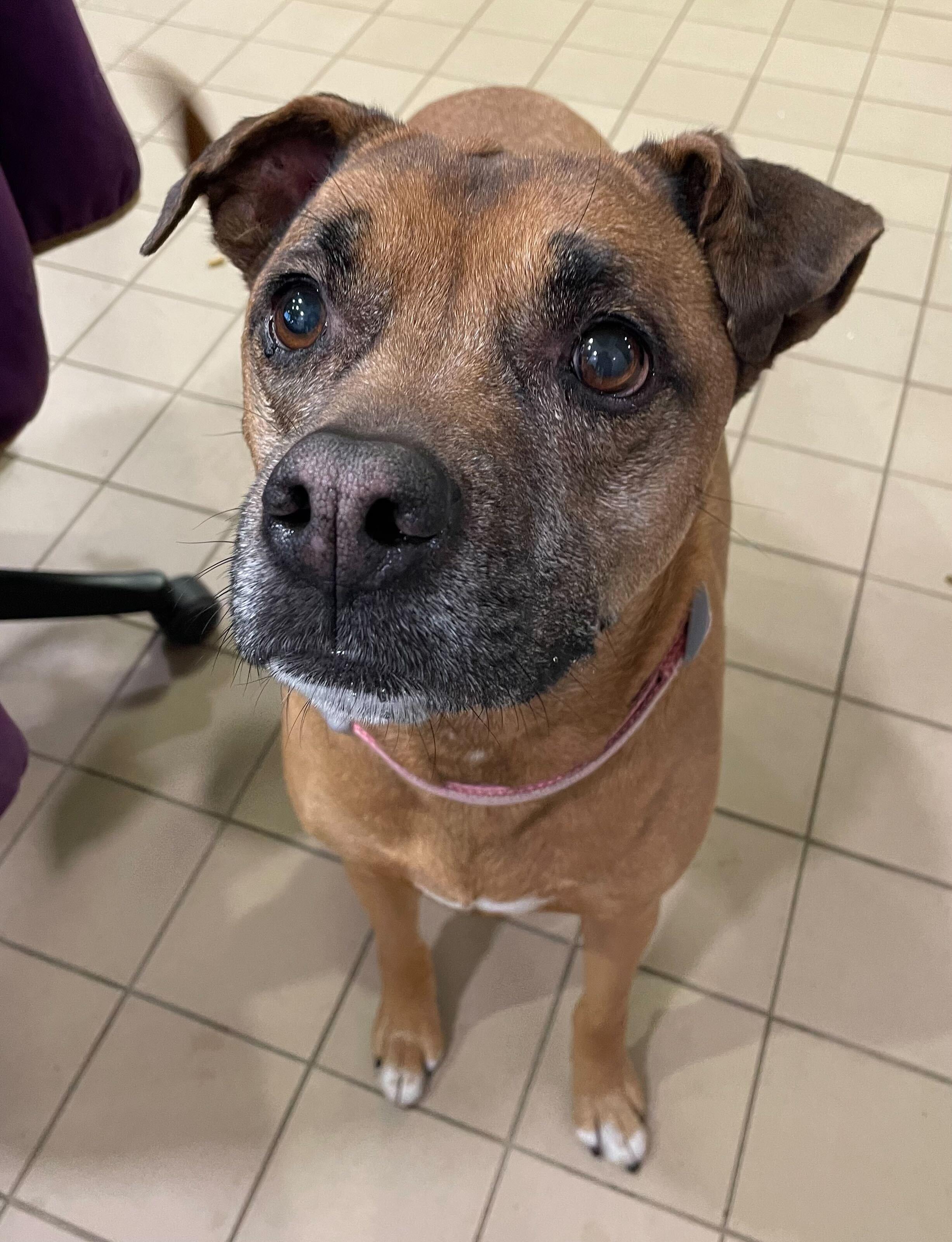 Enlarge Xena, a ADOPTABLE Mixed Breed in Jackson, MI image 3/5