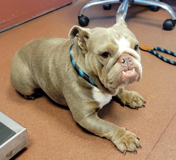 Polly Pocket, Adoptable, Adult Female English Bulldog.