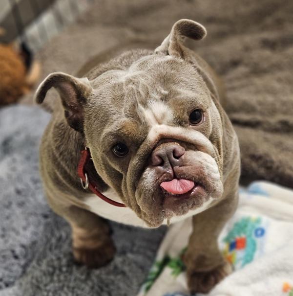 Enlarge Polly Pocket, a Adoptable mixed breed in Dublin, CA image 3/3