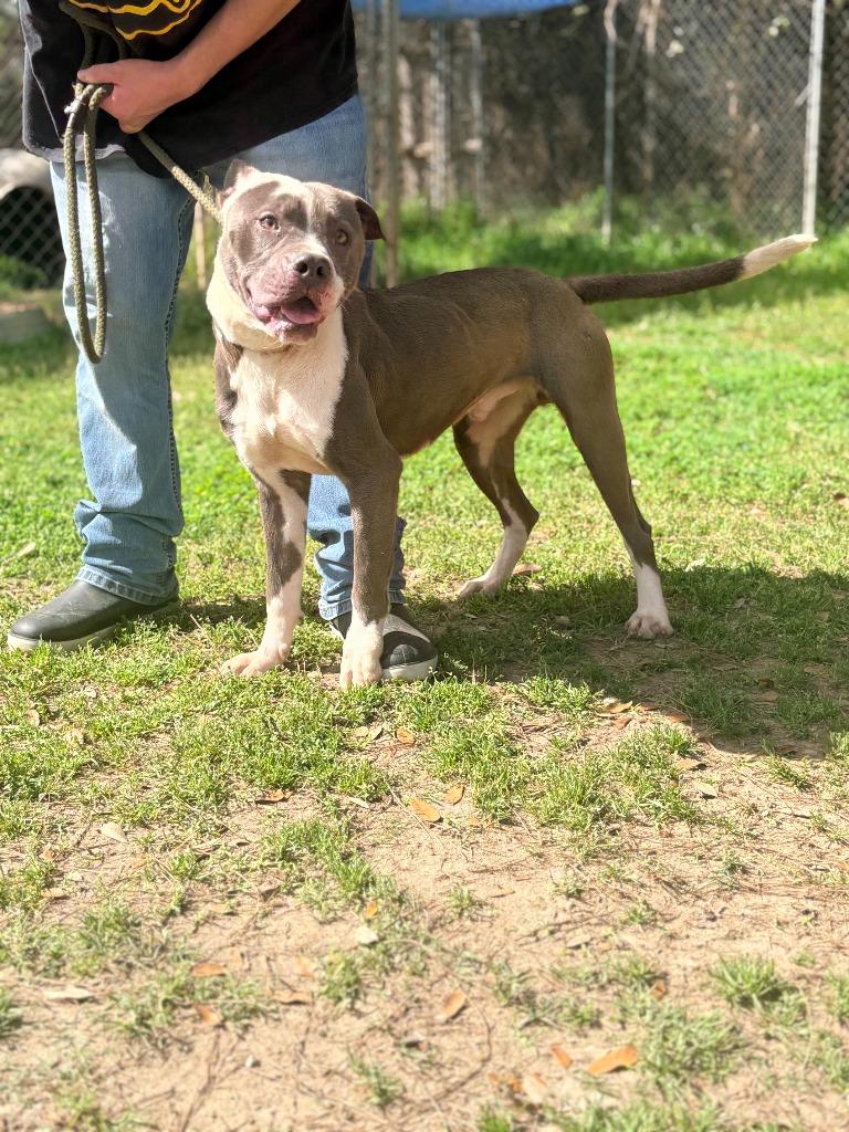 Mann, Adoptable, Young Male Mixed Breed.