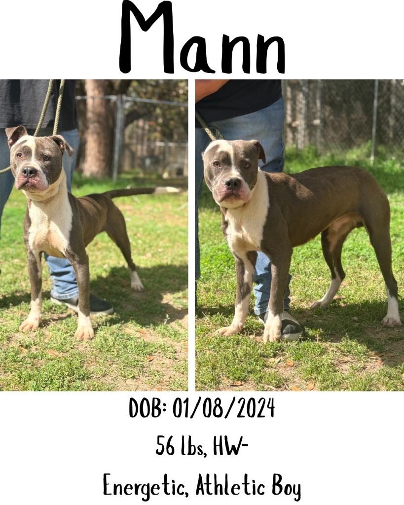Enlarge Mann, a Adoptable mixed breed in Albany, GA image 2/4