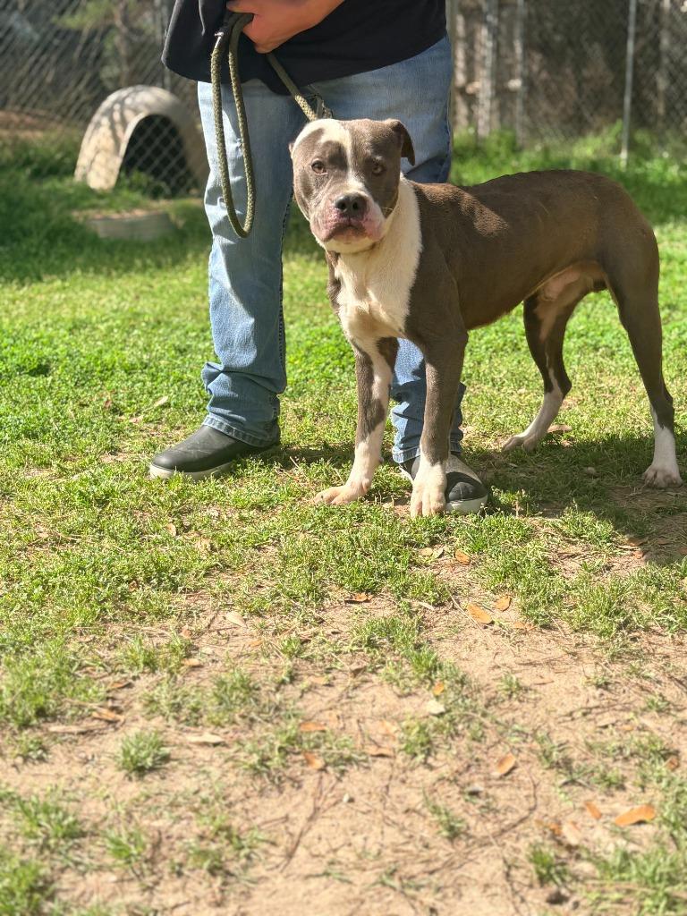 Enlarge Mann, a Adoptable mixed breed in Albany, GA image 3/4