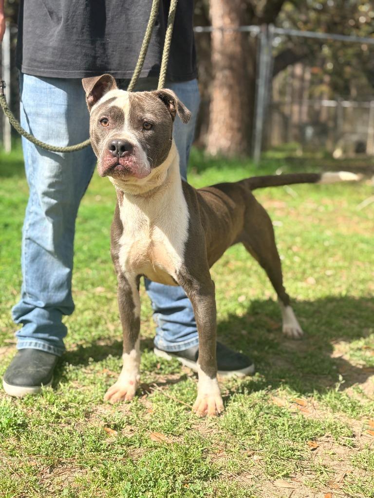Enlarge Mann, a Adoptable mixed breed in Albany, GA image 4/4