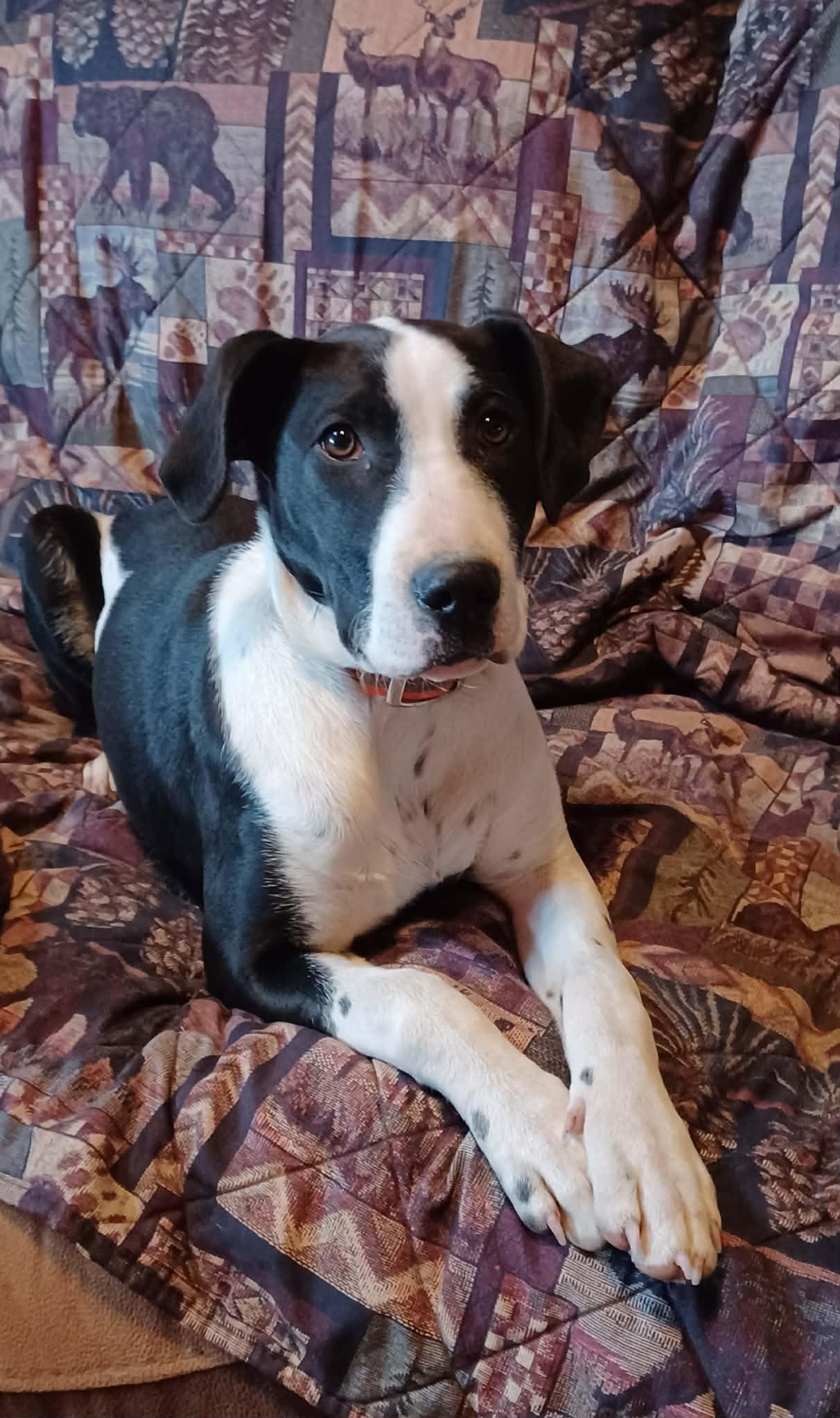 Jasper (5mo, 35lbs), a Adopted Hound in Hinton, WV image 1/3