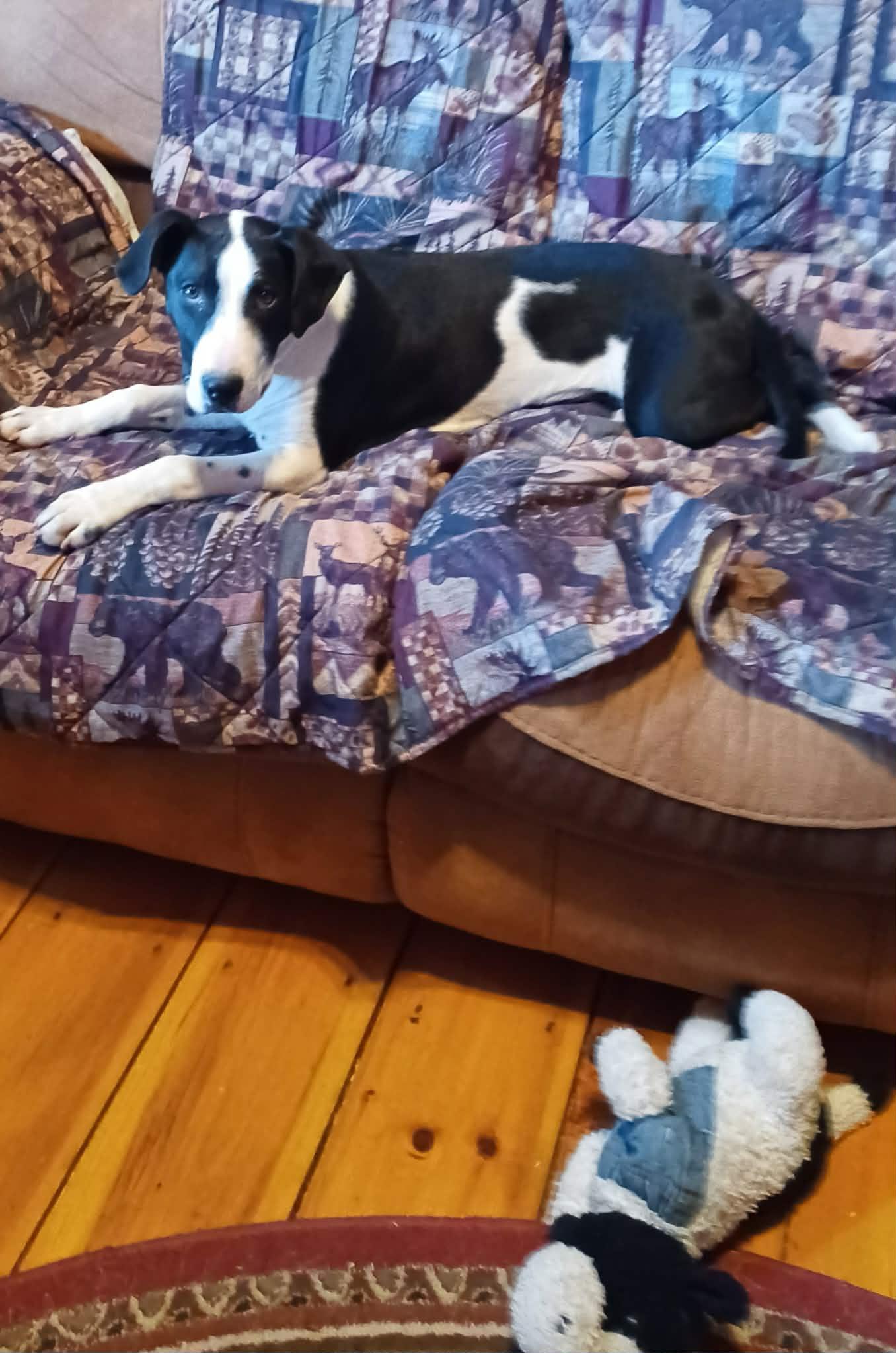Jasper (5mo, 35lbs), a Adopted Hound in Hinton, WV image 2/3