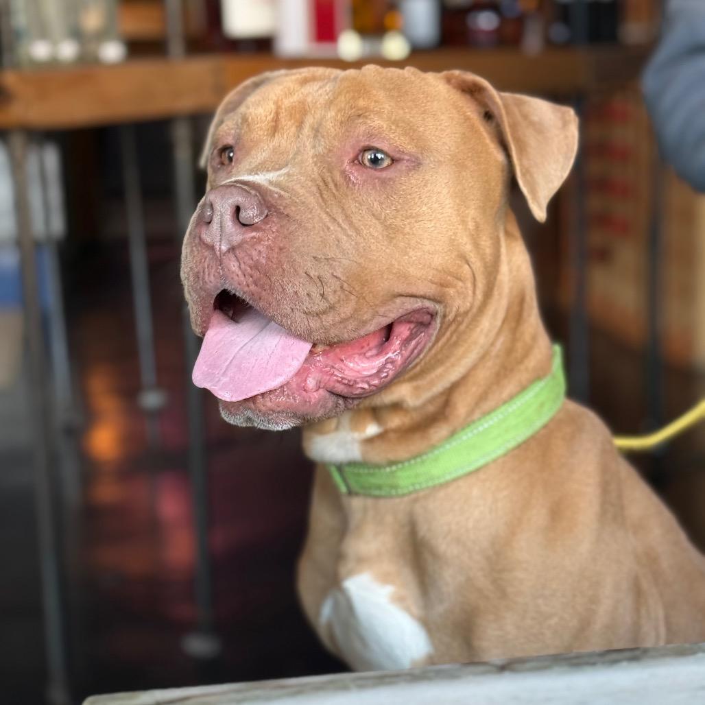 Enlarge Halo, a Adoptable Mixed Breed in Prospect, KY image 1/3