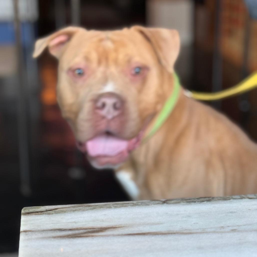 Enlarge Halo, a Adoptable Mixed Breed in Prospect, KY image 2/3