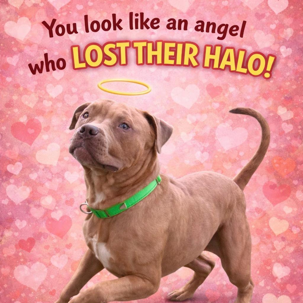 Enlarge Halo, a Adoptable Mixed Breed in Prospect, KY image 3/3