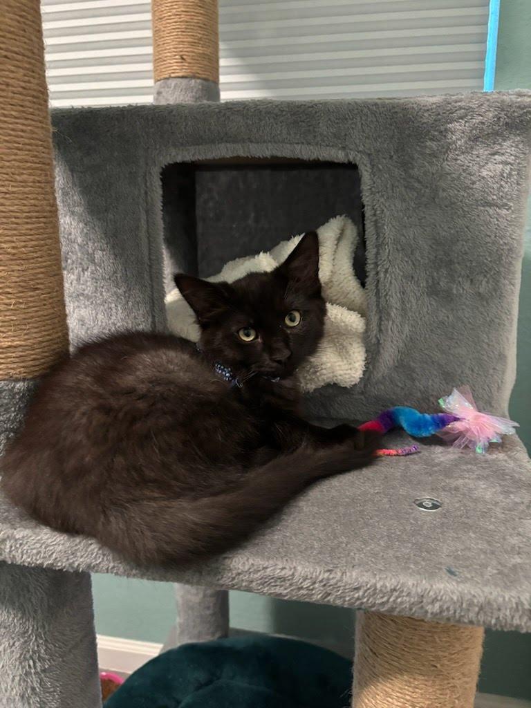 Atlas, Adoptable, Kitten Male Domestic Medium Hair.