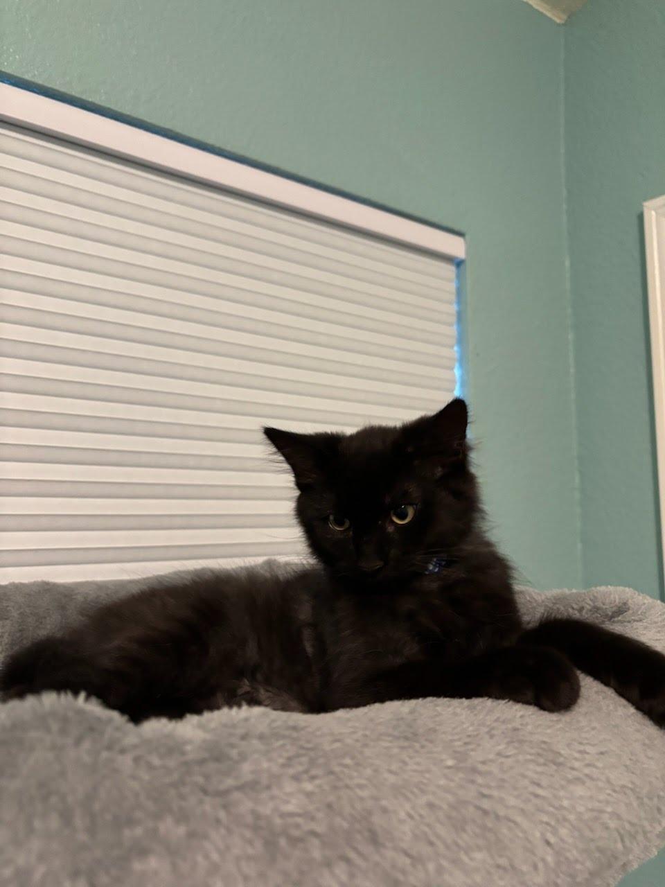 Enlarge Atlas, a Adoptable Domestic Medium Hair in Sacramento, CA image 4/4