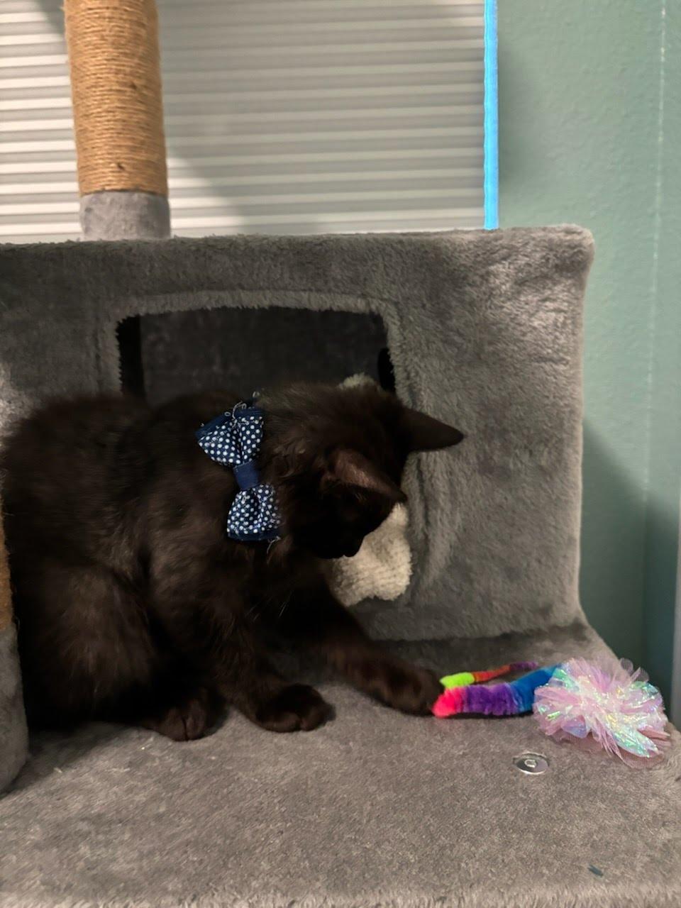 Enlarge Atlas, a Adoptable Domestic Medium Hair in Sacramento, CA image 2/4