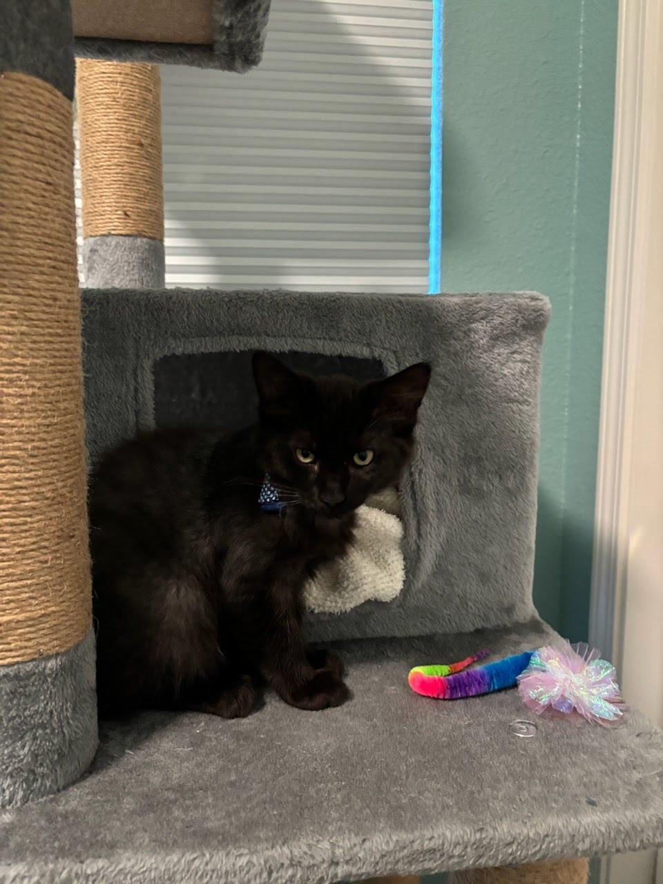 Enlarge Atlas, a Adoptable Domestic Medium Hair in Sacramento, CA image 3/4