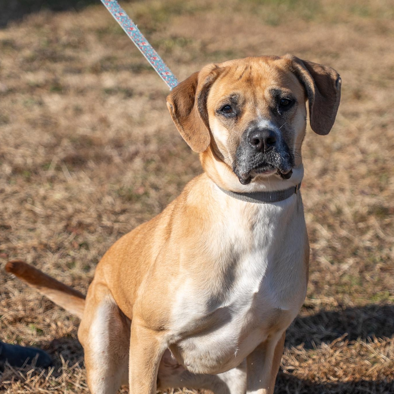 Daisey , a ADOPTABLE mixed breed in King George, VA image 1/6