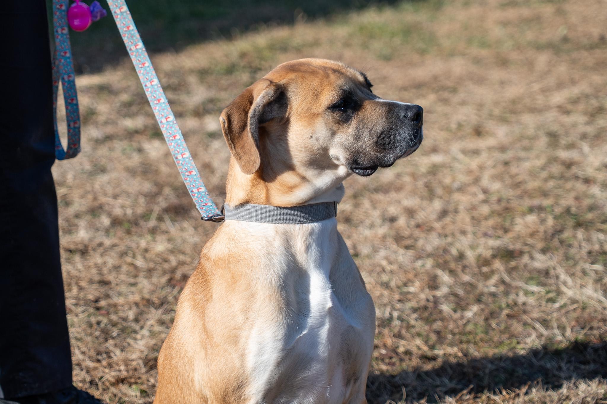 Daisey , a ADOPTABLE mixed breed in King George, VA image 5/6