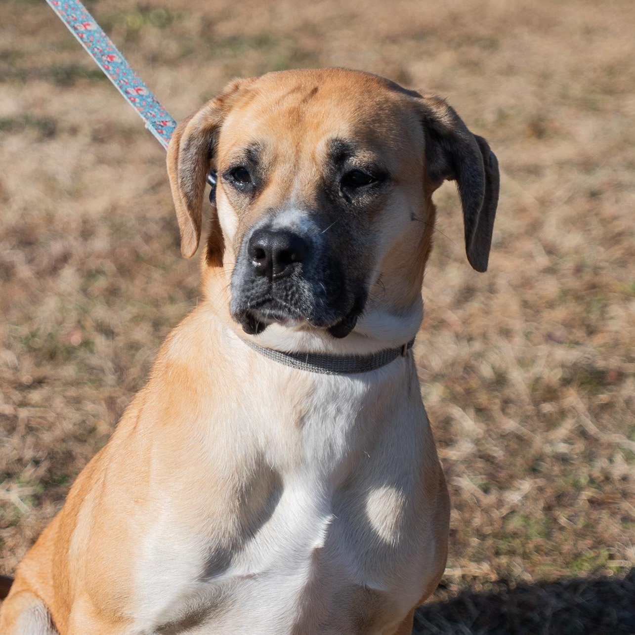 Daisey , a ADOPTABLE mixed breed in King George, VA image 3/6