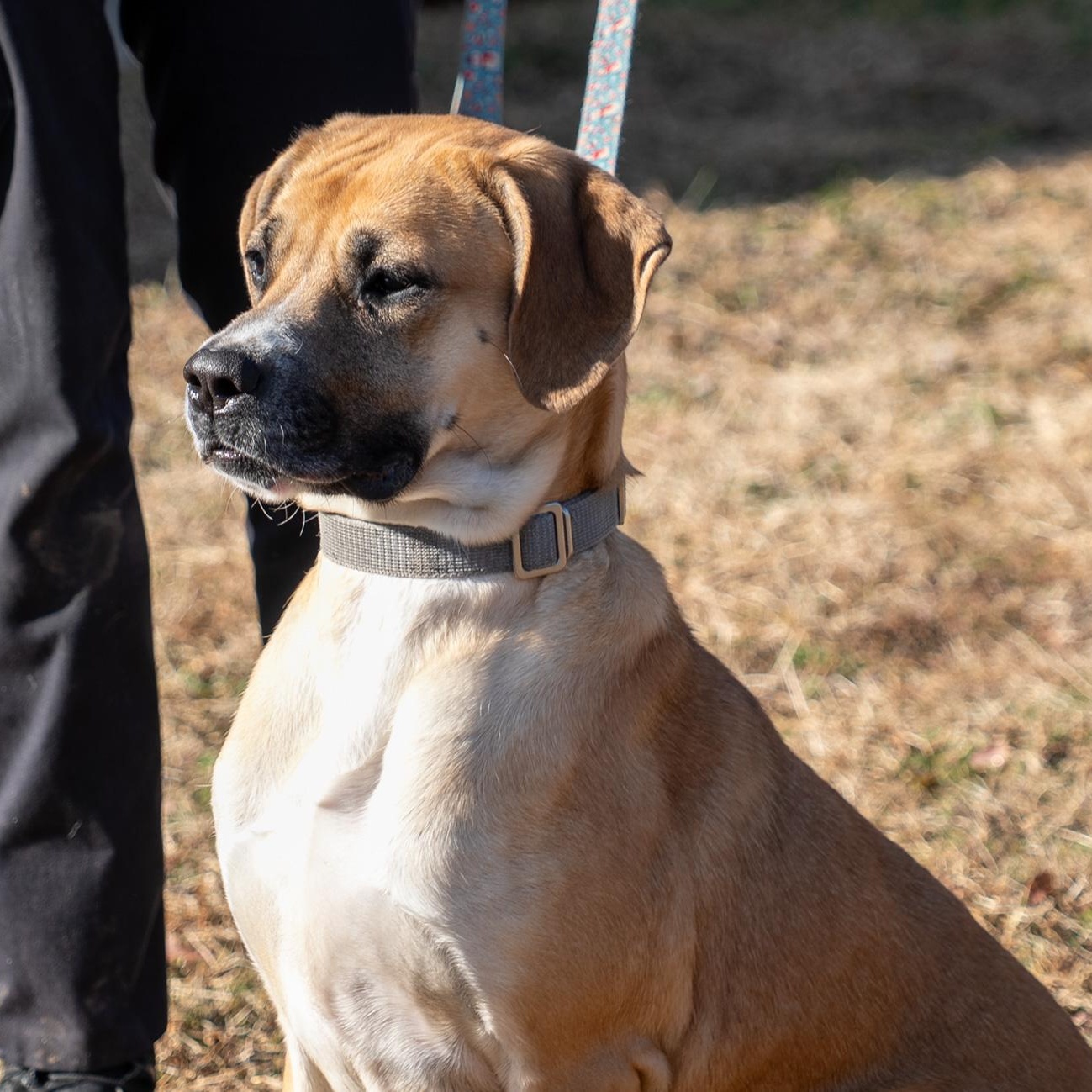 Daisey , a ADOPTABLE mixed breed in King George, VA image 2/6