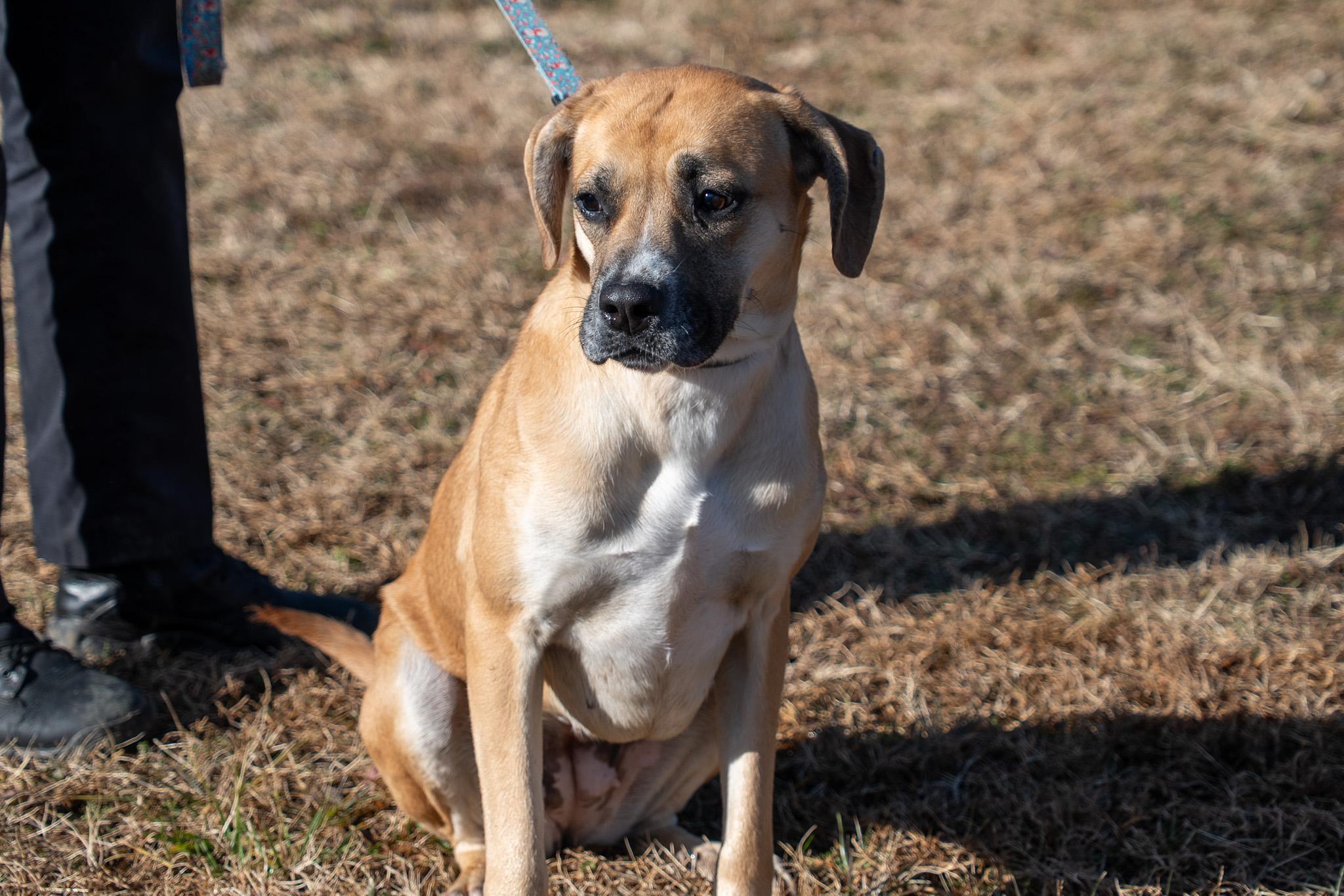 Daisey , a ADOPTABLE mixed breed in King George, VA image 4/6