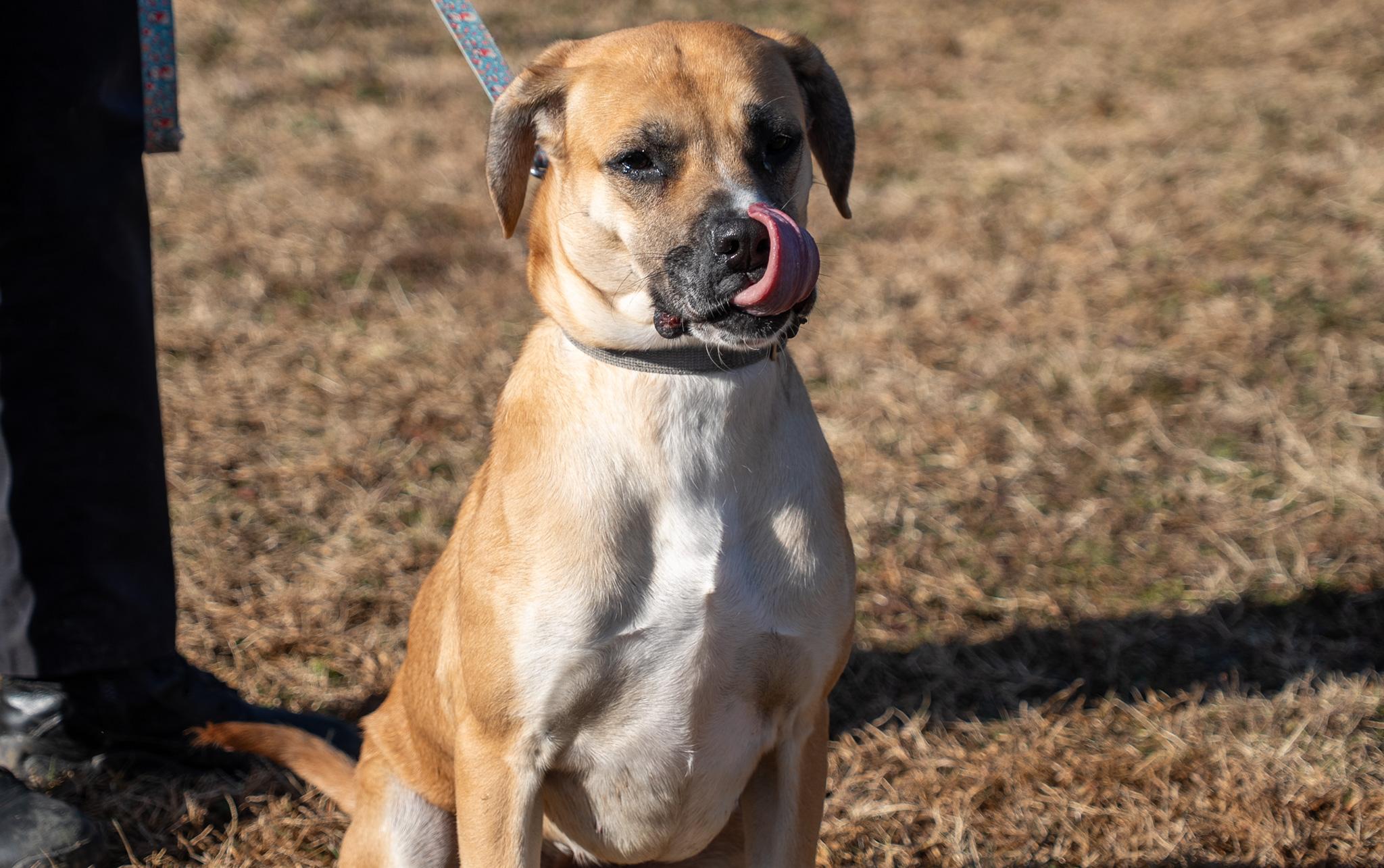 Daisey , a ADOPTABLE mixed breed in King George, VA image 6/6