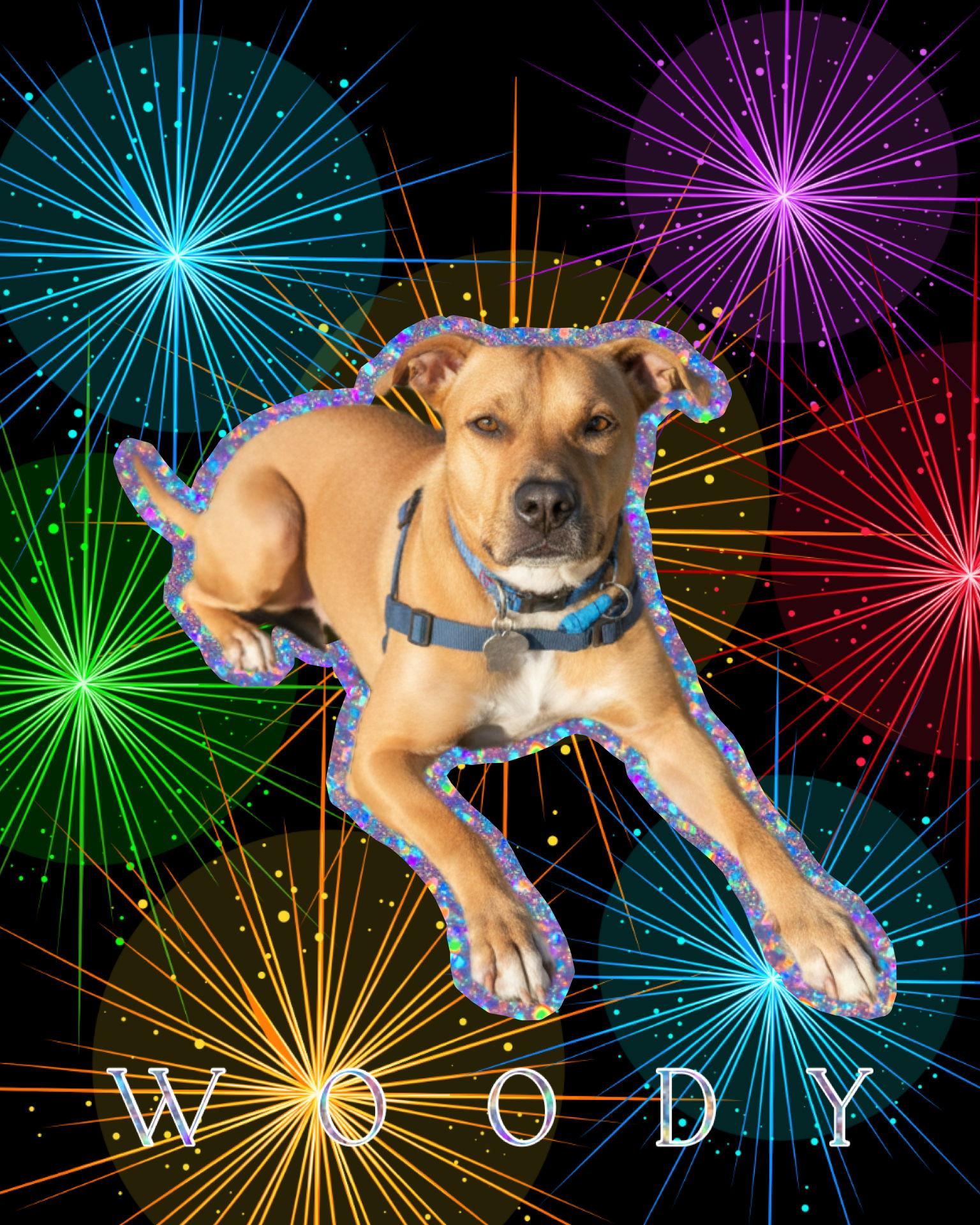 Woody, aka Woodrow, Adoptable, Senior Male Pit Bull Terrier & Rhodesian Ridgeback.