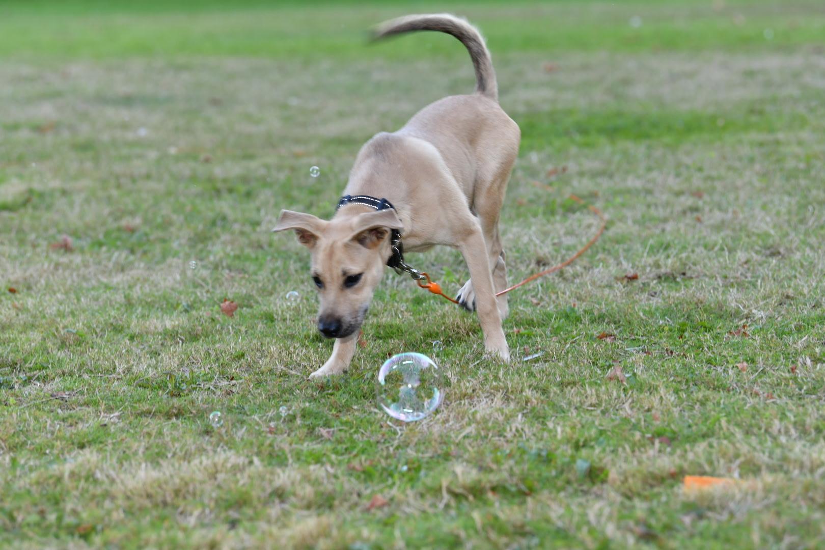 Lucky, Adoptable, Puppy Male Hound.