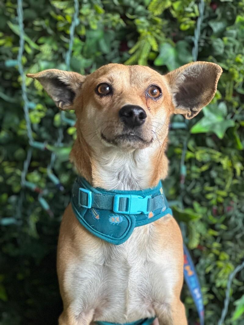 Jimmy, Adoptable, Young Male Chihuahua & Mixed Breed.