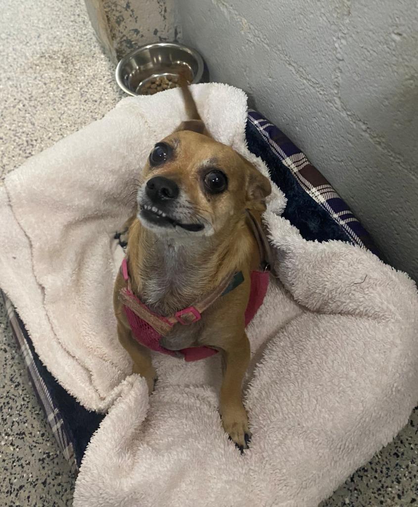 Enlarge Carly, a Adopted Chihuahua in Chino Valley, AZ image 1/2