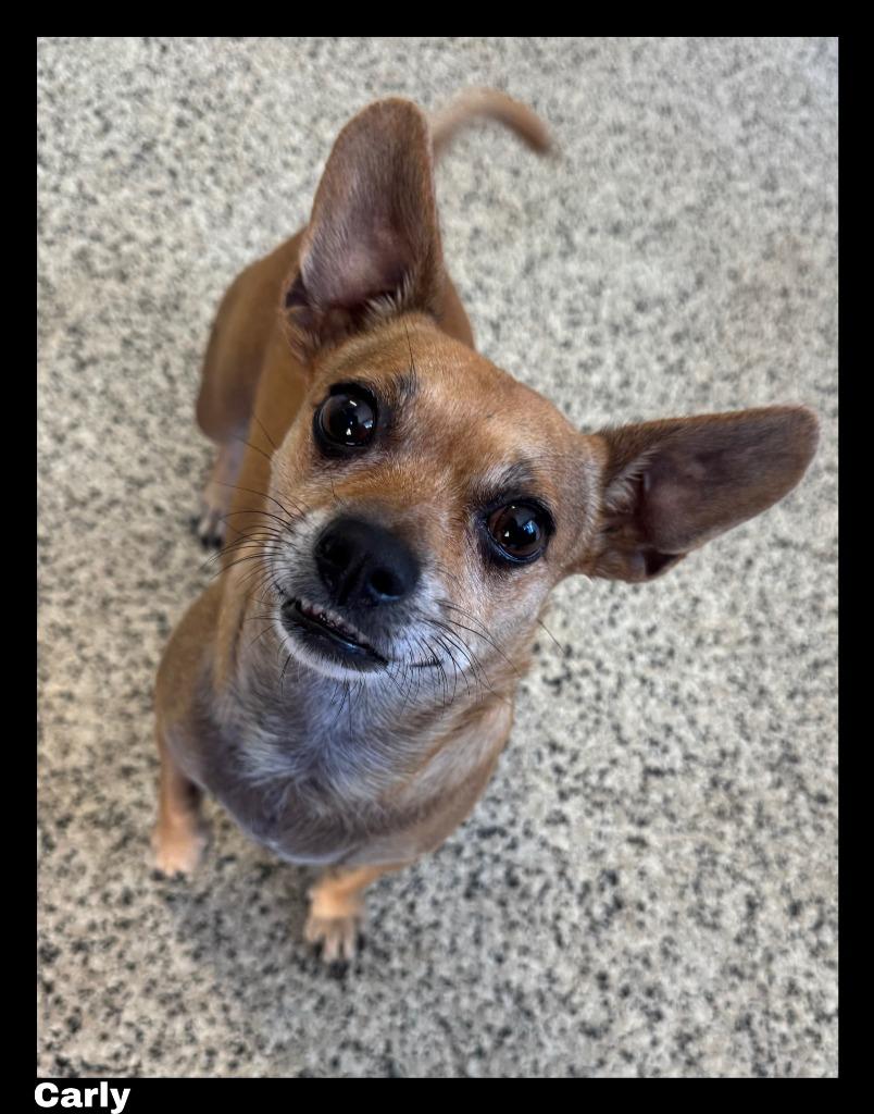 Enlarge Carly, a Adopted Chihuahua in Chino Valley, AZ image 2/2