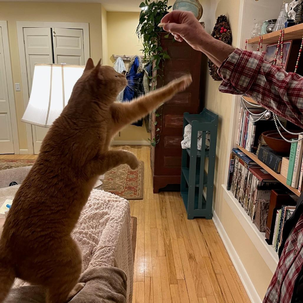 Desi - Available from Foster, Adoptable, Senior Male Domestic Short Hair.