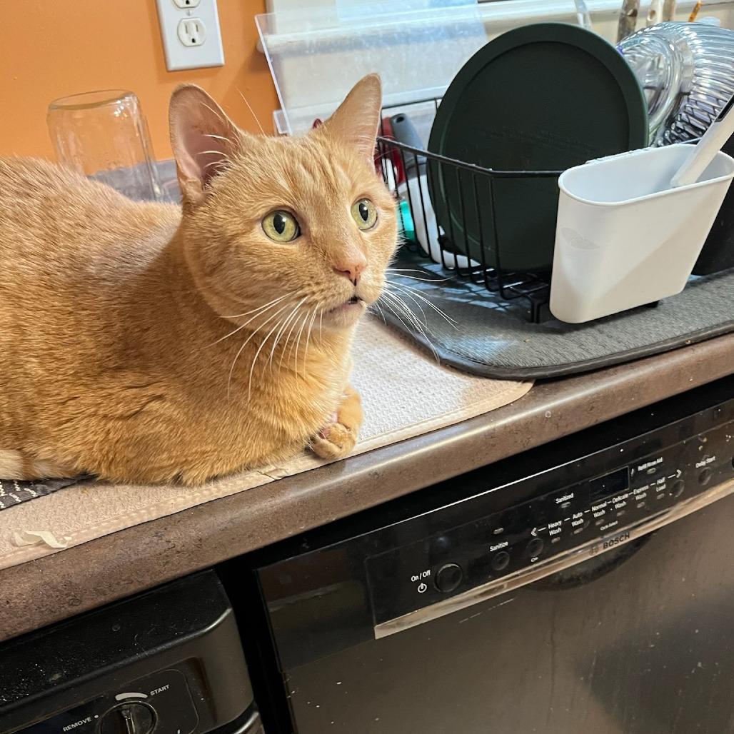 Enlarge Desi - Available from Foster, a Adoptable Domestic Short Hair in South Burlington, VT image 2/6