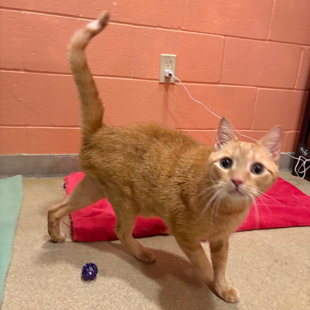 Desi - Available from Foster, Adoptable, Senior Male Domestic Short Hair.