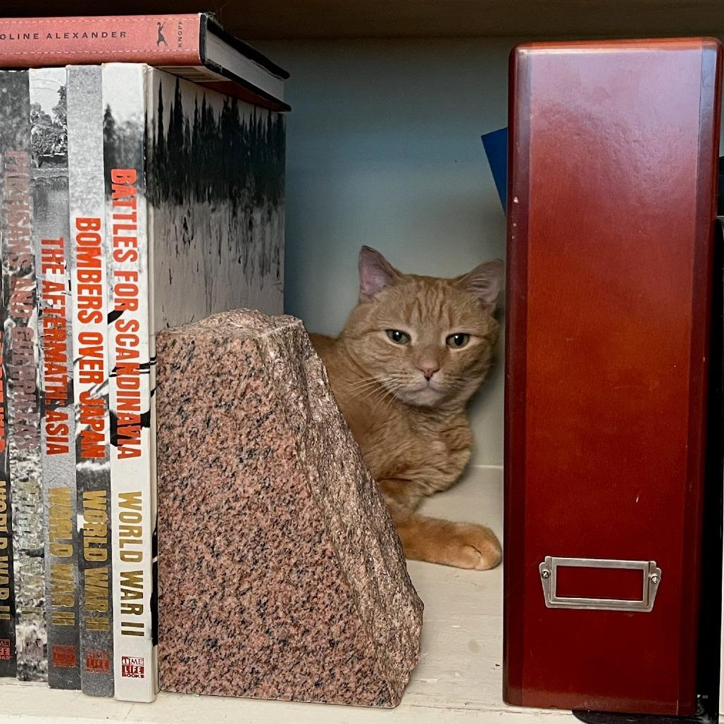 Enlarge Desi - Available from Foster, a Adoptable Domestic Short Hair in South Burlington, VT image 3/6