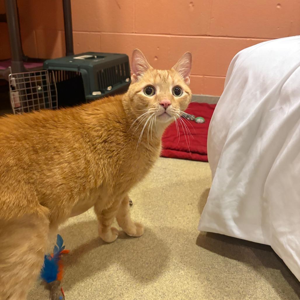 Enlarge Desi - Available from Foster, a Adoptable Domestic Short Hair in South Burlington, VT image 2/4