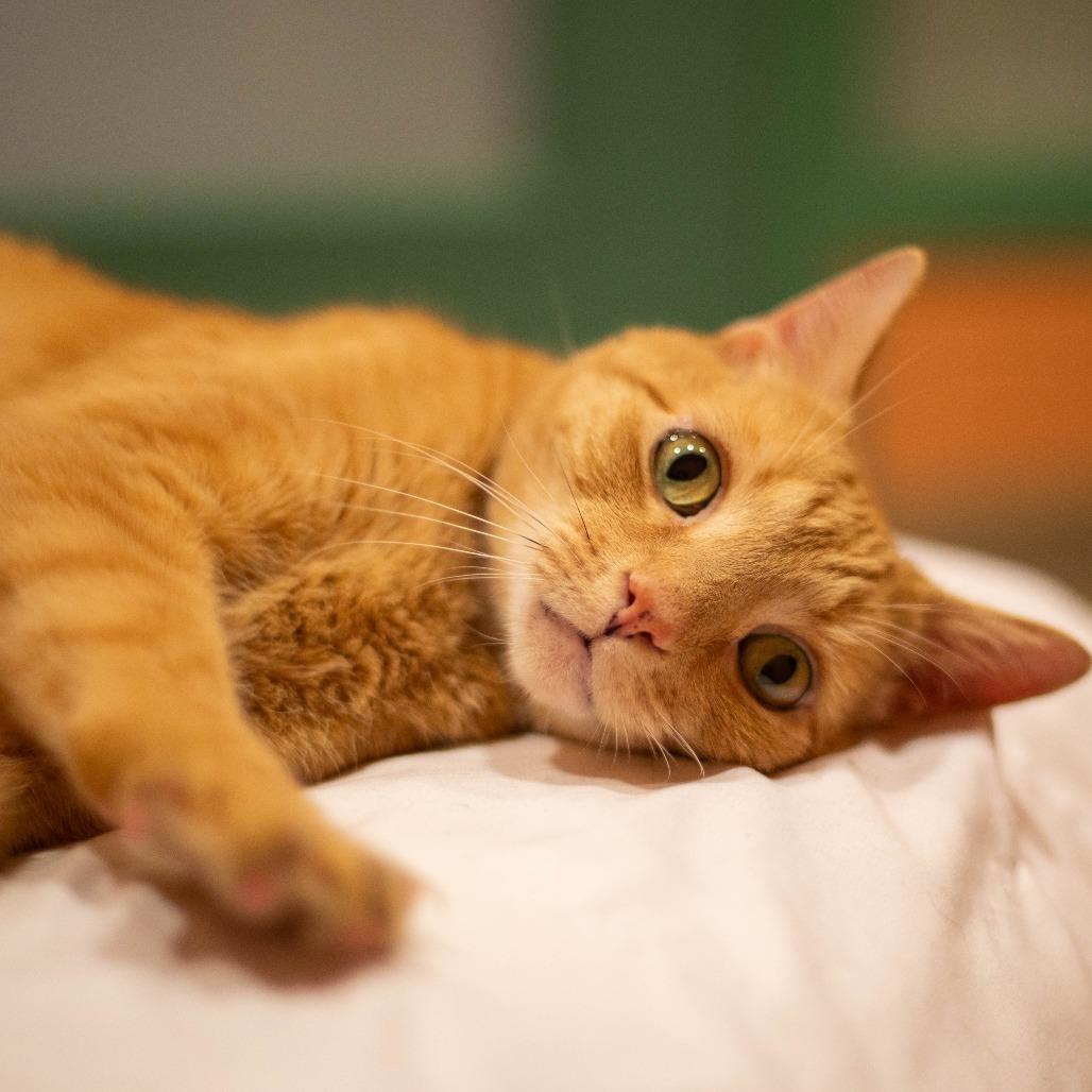 Desi - Available from Foster — thumbnail 4