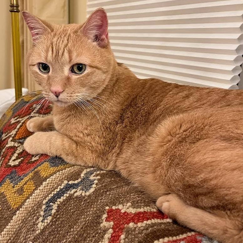 Desi - Available from Foster — thumbnail 5