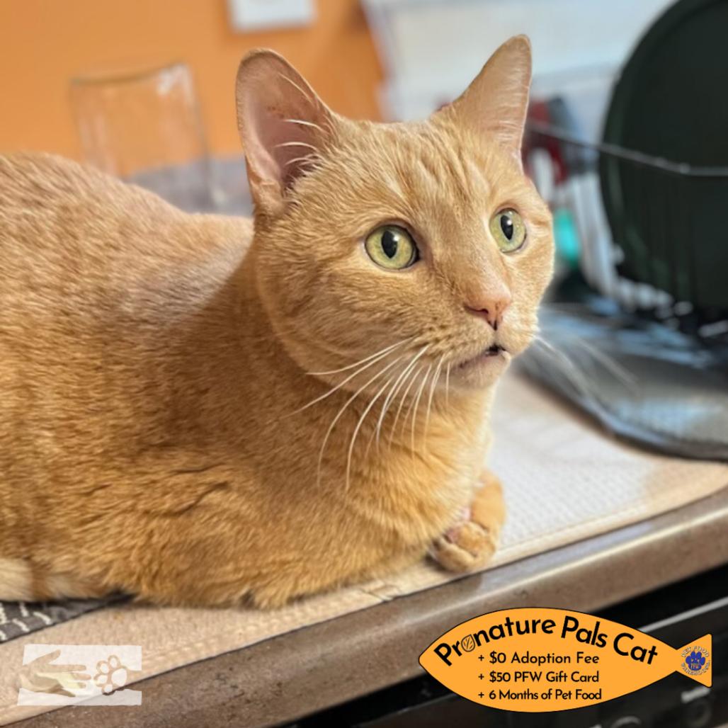 Enlarge Desi - Available from Foster, a Adoptable Domestic Short Hair in South Burlington, VT image 6/6