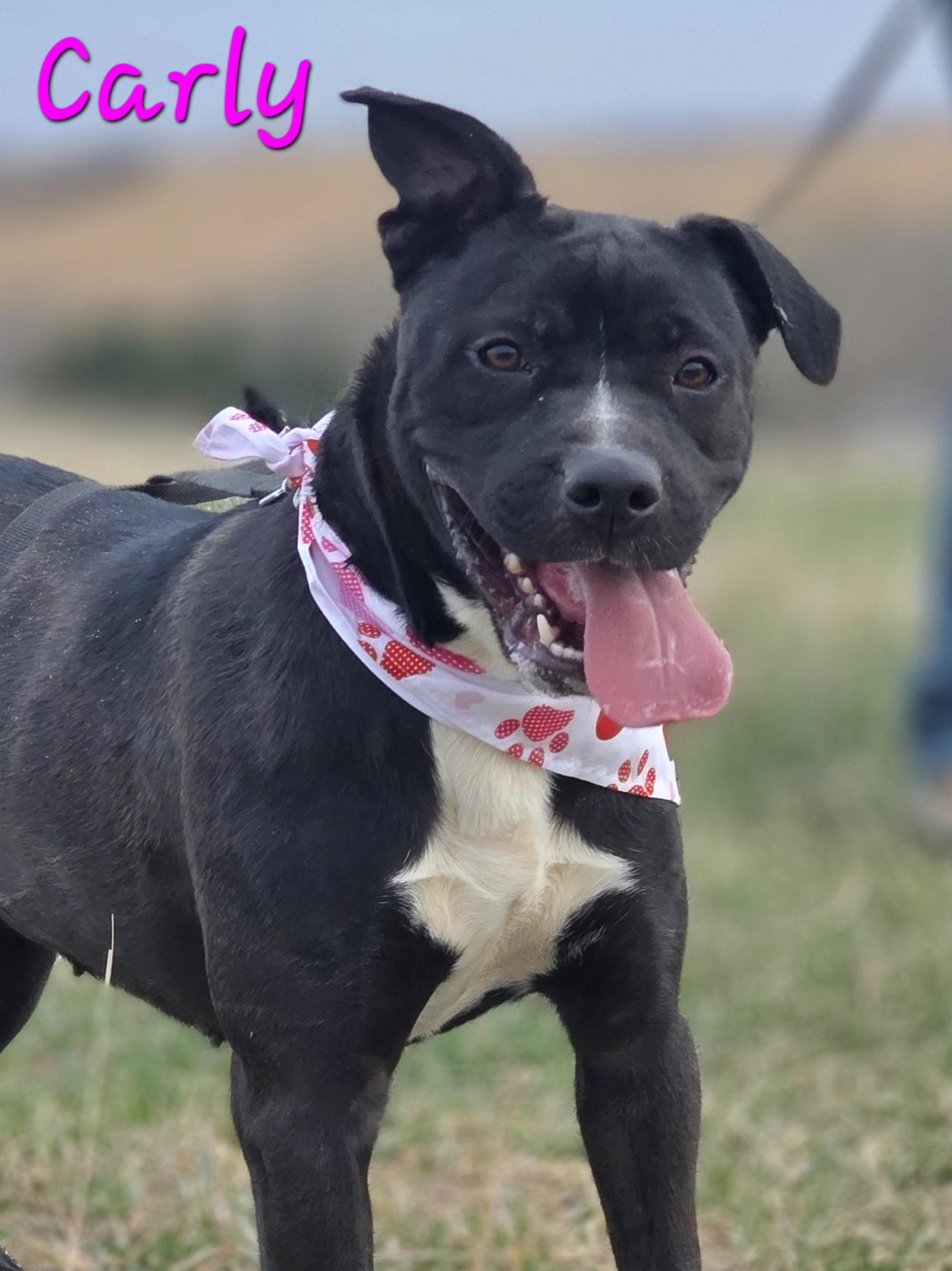 Carly, ADOPTABLE, Young Female Pit Bull Terrier.