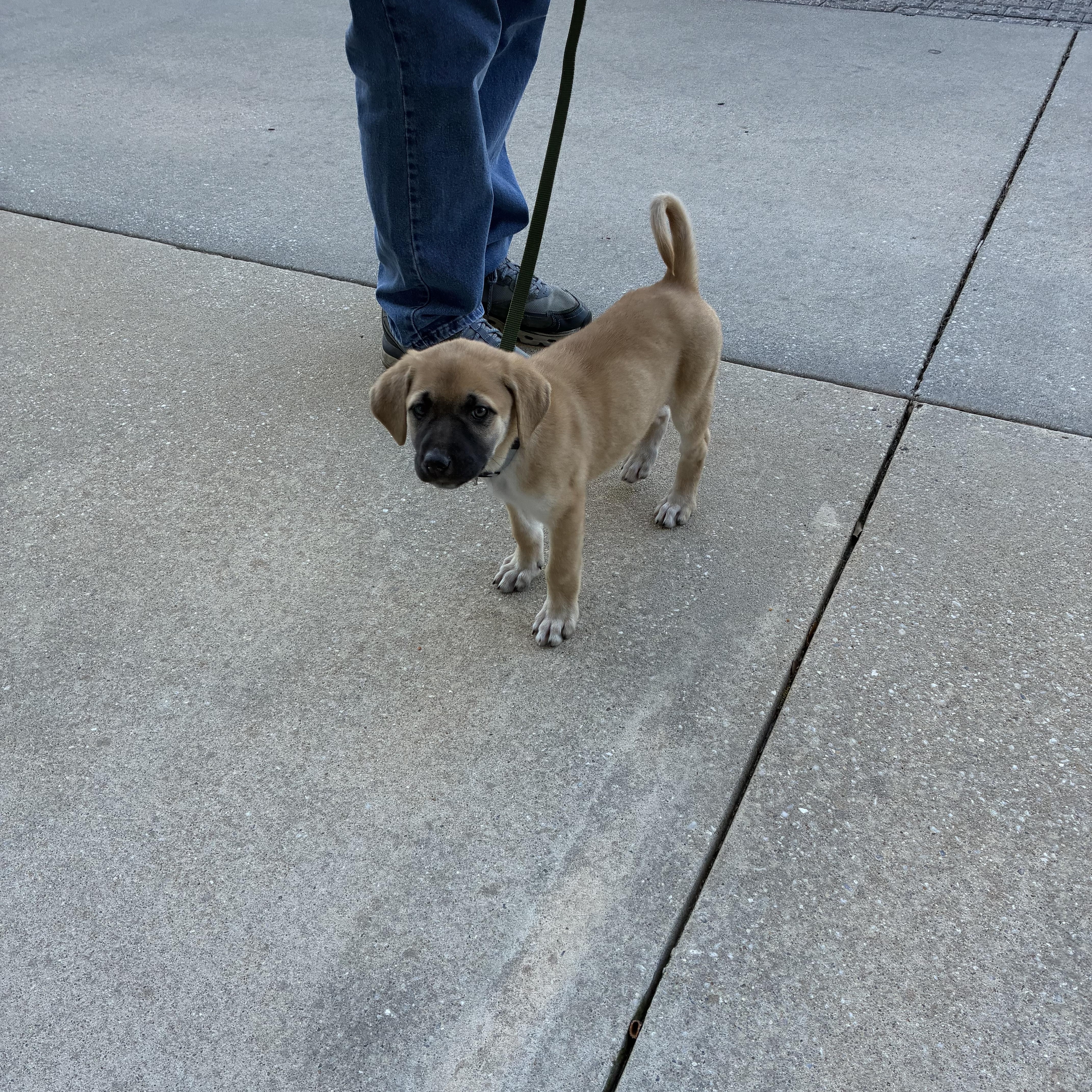 Enlarge Carol, a ADOPTABLE mixed breed in Mobile, AL image 3/3