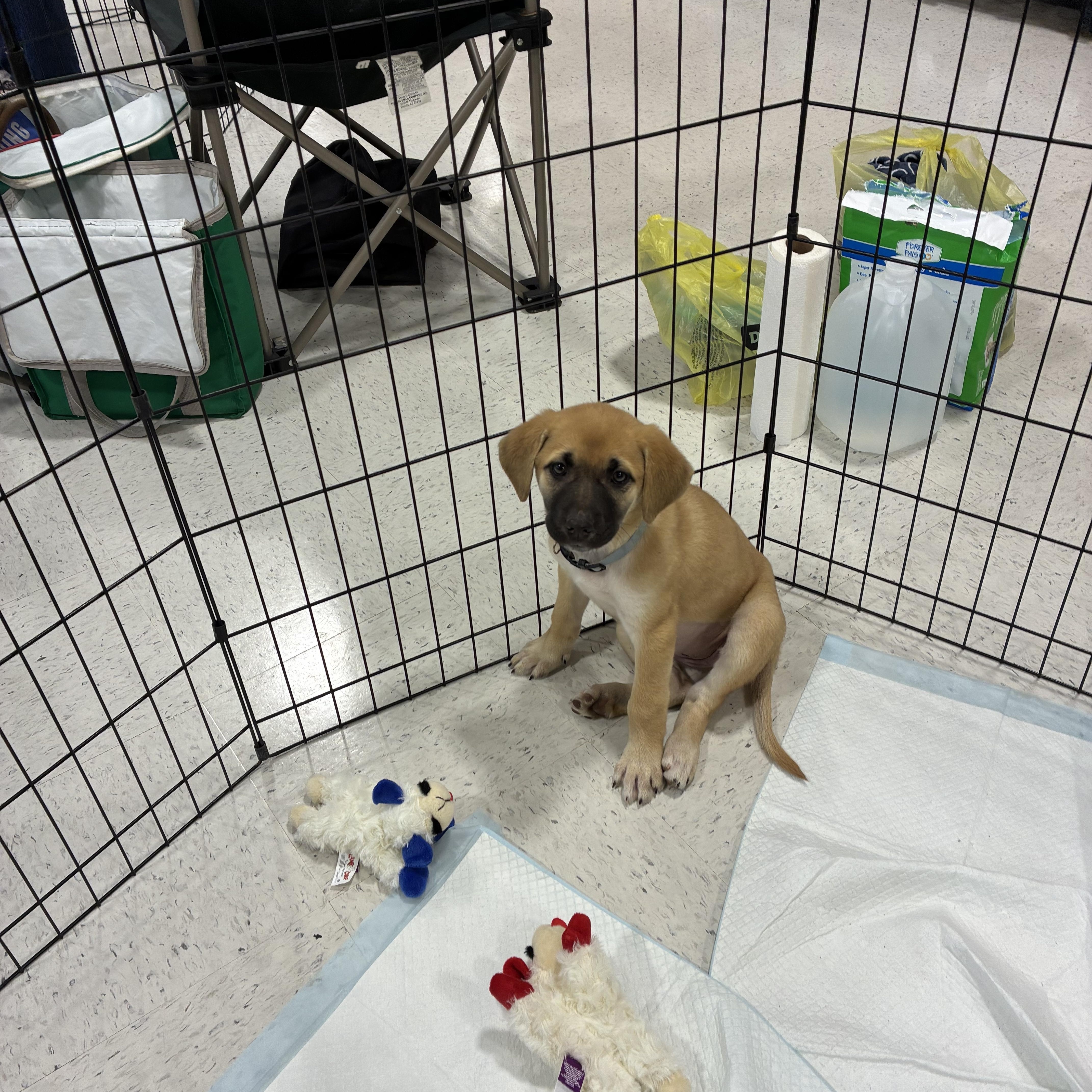 Enlarge Carol, a ADOPTABLE mixed breed in Mobile, AL image 2/3