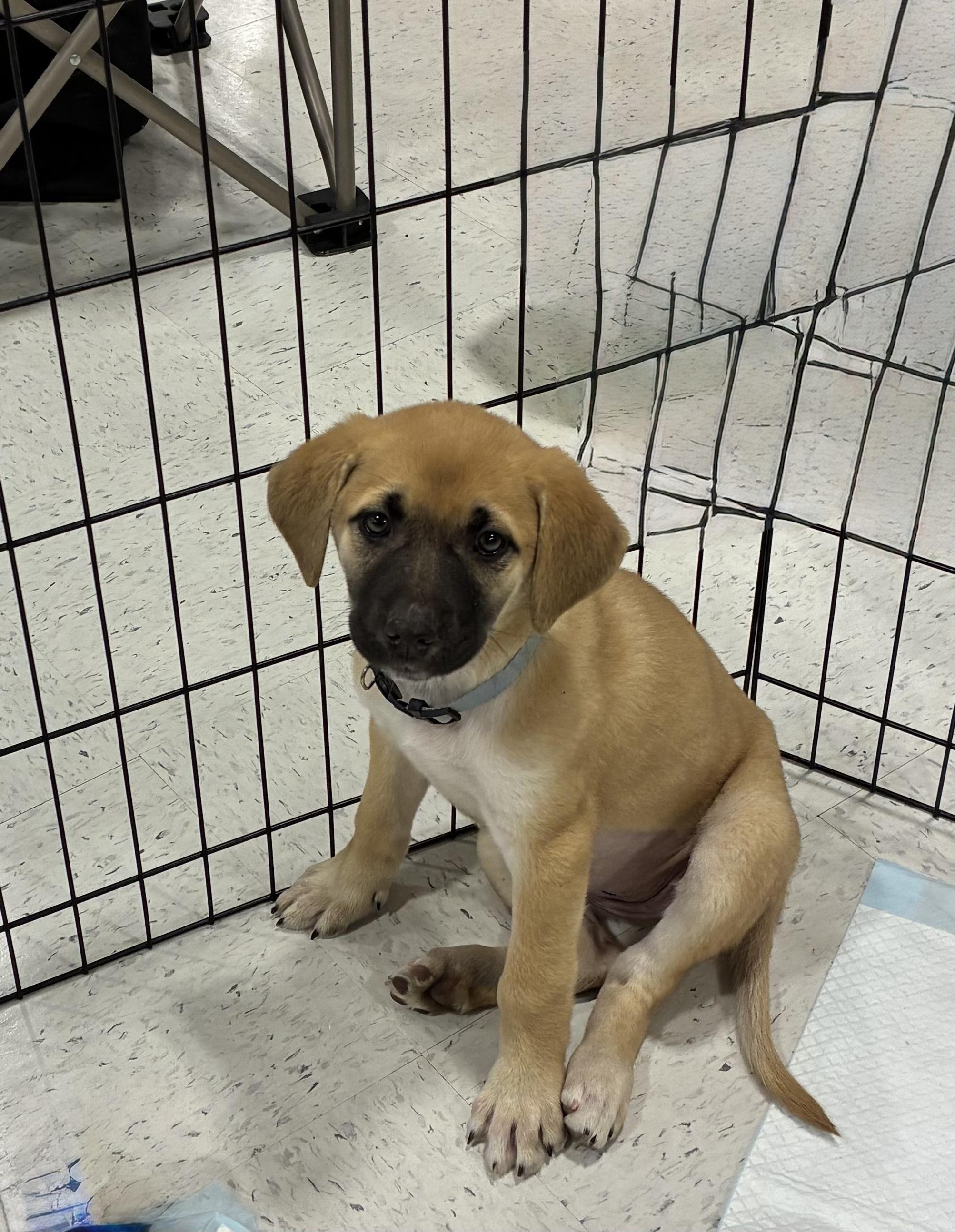 Enlarge Carol, a ADOPTABLE mixed breed in Mobile, AL image 1/3