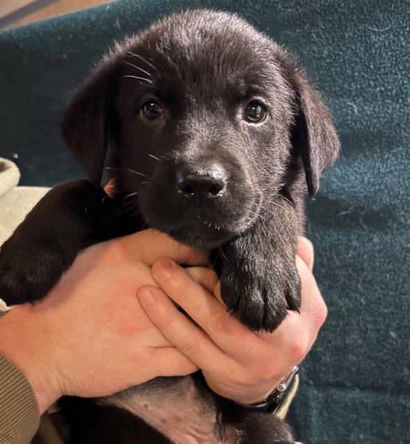 Enlarge Hilda - In Foster, a ADOPTABLE mixed breed in Kalamazoo, MI image 1/1